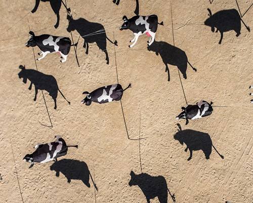 img vaches